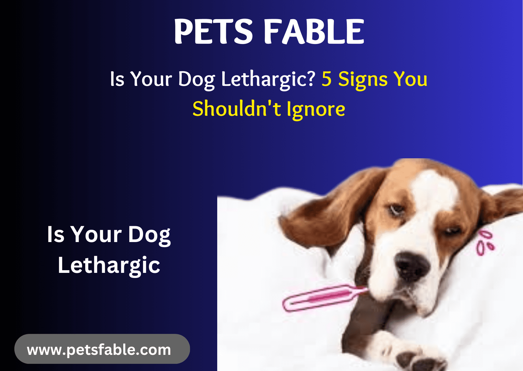 Dog Lethargic