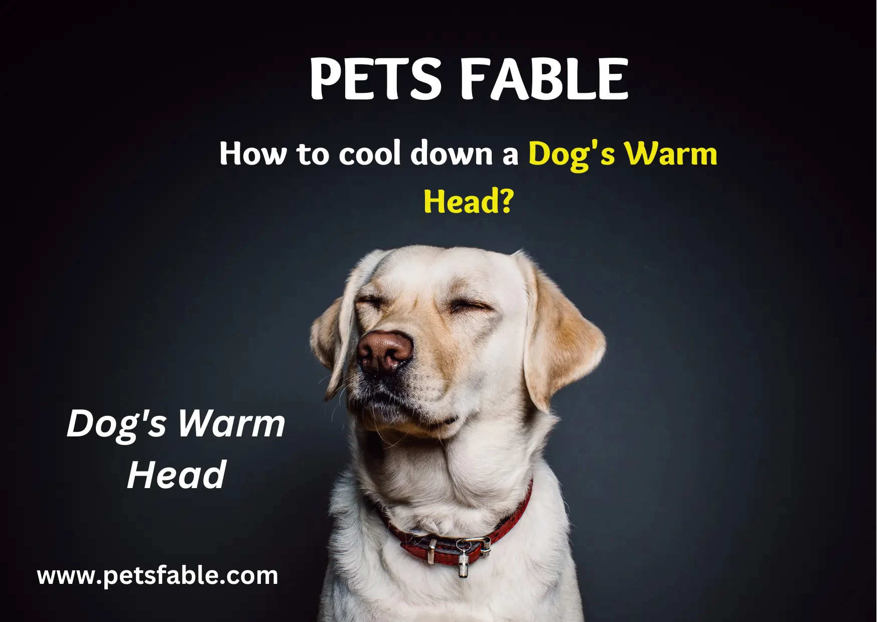 Dog's Warm Head