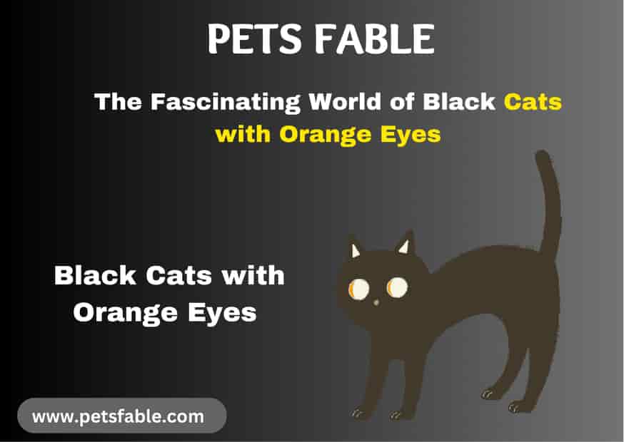 Black Cats